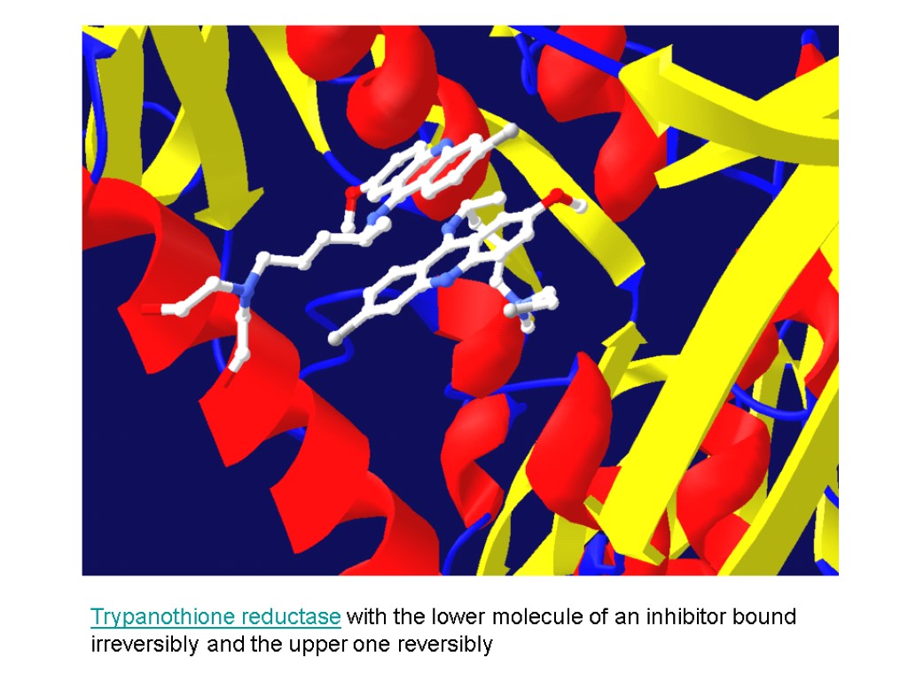 Trypanothione reductase with the lower molecule of an inhibitor bound irreversibly and the upper